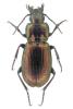 Pterostichus externepunctatus